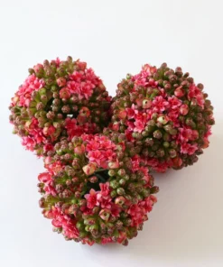 Inspire Me! Home Decor Floral Kalanchoe Orb (3 Colors)